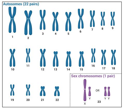 who have a perfect pair of sex chromosomes